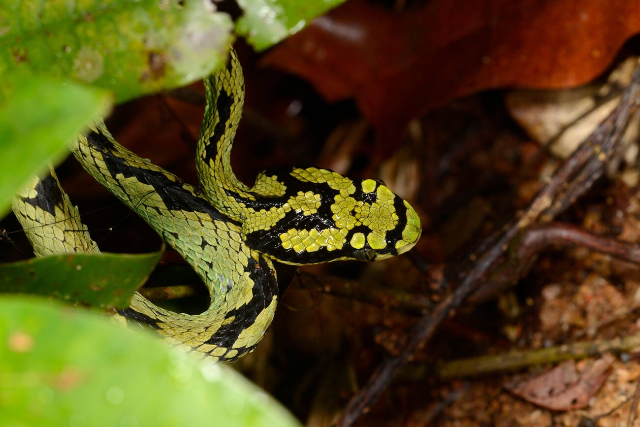 Reptiles